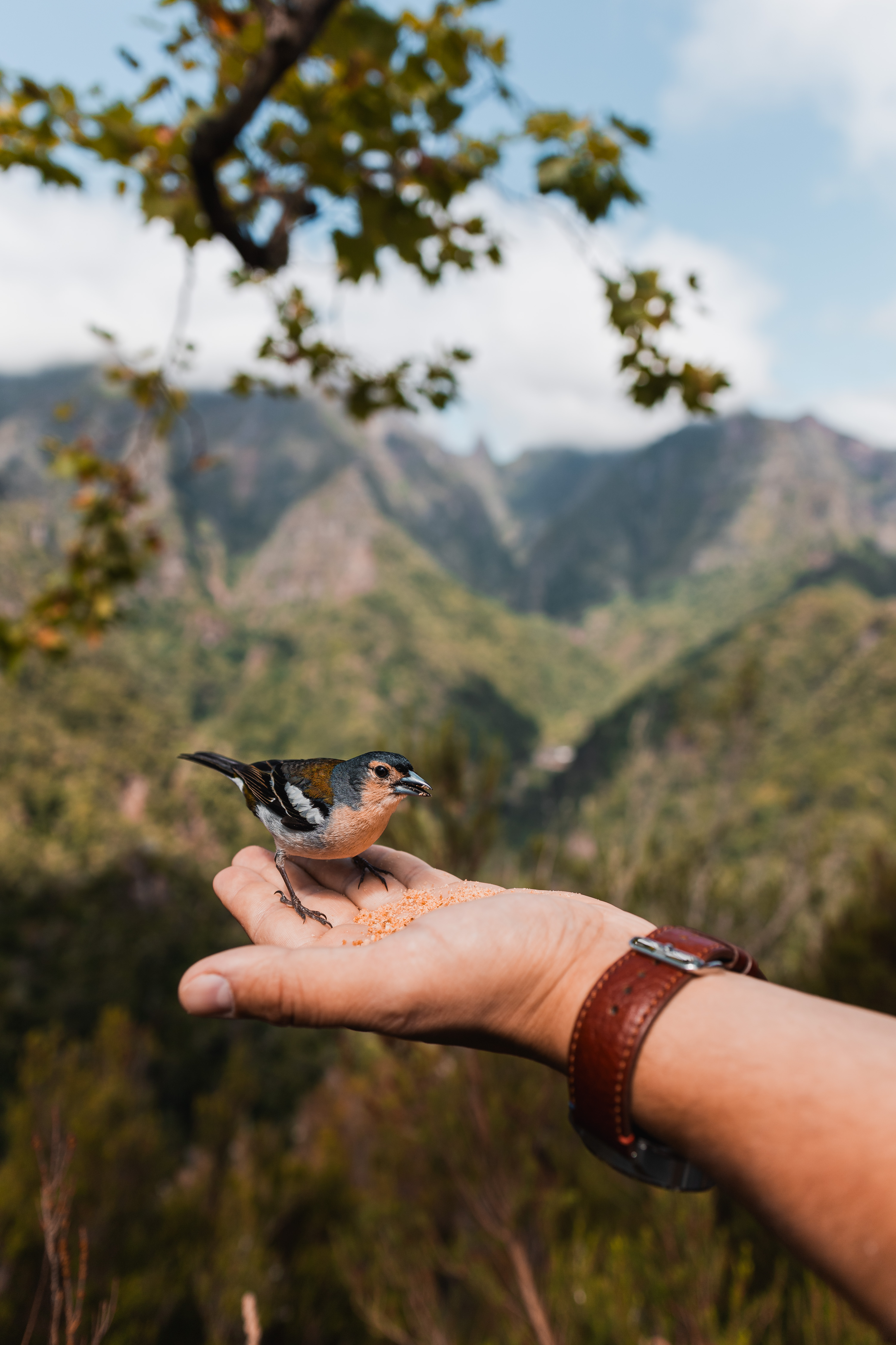 Madeira